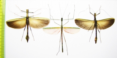 Phasmatodea sp.  Indonesia, Kalimantan - INSECTS-STORE.RU