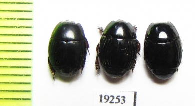 Histeridae sp.  Senegal - INSECTS-STORE.RU