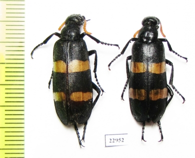 Meloidae sp.  South Africa Rep. - INSECTS-STORE.RU