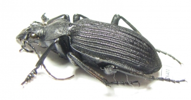 Calosoma sp. Malawi - INSECTS-STORE.RU