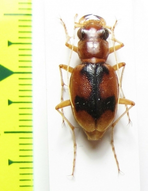 Megacephala cruciata, female  Argentina - INSECTS-STORE.RU