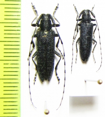 Agapanthia turanica, pair  Kazakhstan - INSECTS-STORE.RU