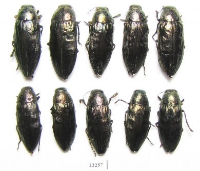 Buprestis haemorrhoidalis  Russia, Tver reg. - INSECTS-STORE.RU