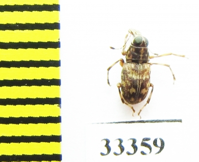 Anthribidae sp.  Sri Lanka - INSECTS-STORE.RU