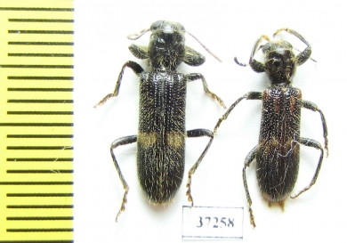 Cleridae sp.  South Africa Rep. - INSECTS-STORE.RU