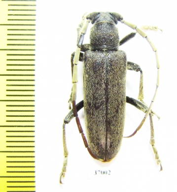 Cerambycidae sp.  South Africa Rep. - INSECTS-STORE.RU