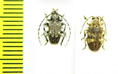 Cerambycidae sp.  Congo - INSECTS-STORE.RU