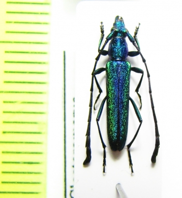 Closteromerus claviger  Tanzania - INSECTS-STORE.RU