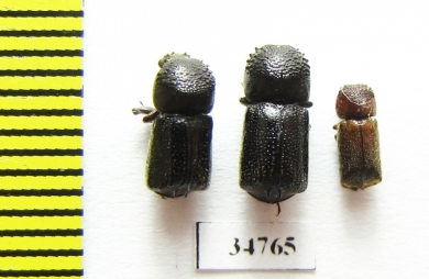 Bostrichidae sp.  Ethiopia - INSECTS-STORE.RU