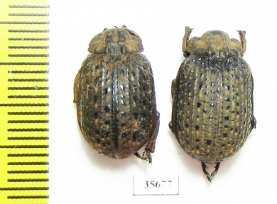 Trogidae sp.  Namibia - INSECTS-STORE.RU