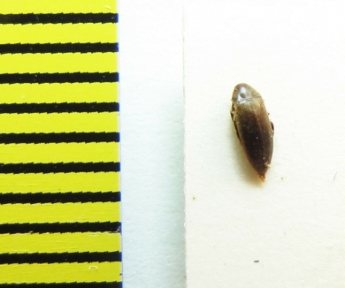 Orchesia minor  Belorussia - INSECTS-STORE.RU