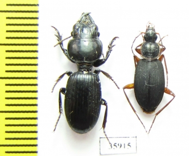 Carabidae sp.  Tanzania - INSECTS-STORE.RU
