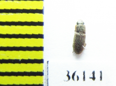 Zopheridae sp.  Thailand - INSECTS-STORE.RU