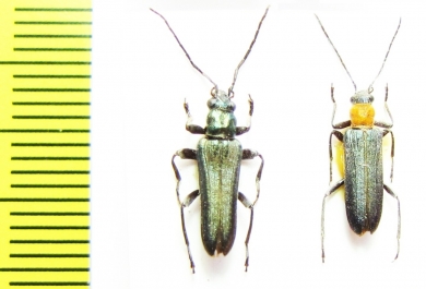 Anogcodes coarctatus, pair  Russia, Siberia - INSECTS-STORE.RU