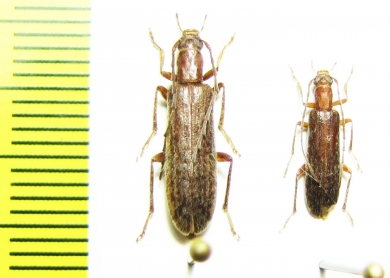 Sparedrus longicollis  Iran, Fars prov. - INSECTS-STORE.RU