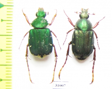 Tibiotrichius vietnamensis, pair  Laos - INSECTS-STORE.RU