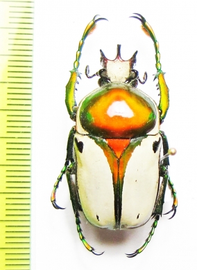 Rhamphorrhina bertolonii  Tanzania 34mm - INSECTS-STORE.RU