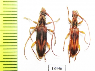 Cerambycidae sp.  Malaysia, Borneo - INSECTS-STORE.RU