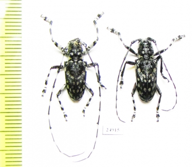 Cerambycidae sp., pair  Indonesia, Kalimantan - INSECTS-STORE.RU
