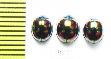 Tenebrionidae sp.  Indonesia, Kalimantan - INSECTS-STORE.RU