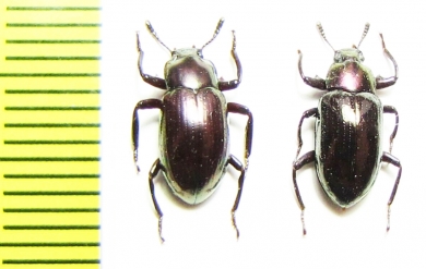 Tenebrionidae sp.  Malaysia, Borneo - INSECTS-STORE.RU