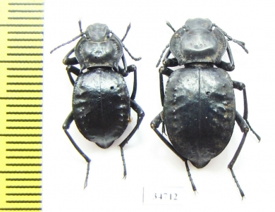 Akis bacarozzo  Spain, Minorka - INSECTS-STORE.RU