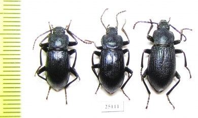 Helops caeruleus caeruleus, pair  Italy - INSECTS-STORE.RU