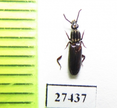 Omoglymmius lindrothi  Solomon isls. - INSECTS-STORE.RU