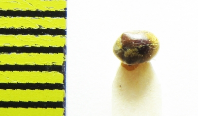 Dorcatoma sp.?  India, Uttar Pradesh - INSECTS-STORE.RU