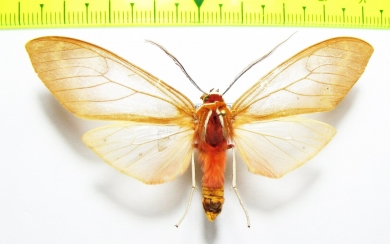 Erebidae sp.  Bolivia - INSECTS-STORE.RU