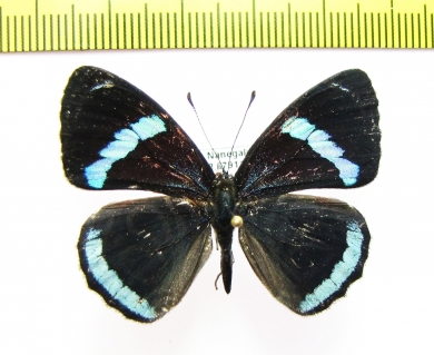 Nymphalidae sp.  Ecuador - INSECTS-STORE.RU