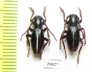 Dorcadion apicerufum  Armenia - INSECTS-STORE.RU