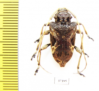 Cerambycidae sp.  Ecuador - INSECTS-STORE.RU