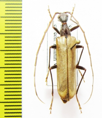 Vesperus conicicollis  Spain - INSECTS-STORE.RU