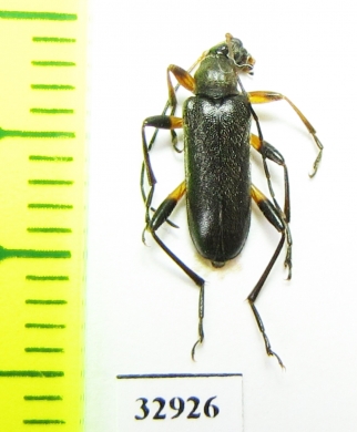 Cortodera femorata  Russia, Tver reg. - INSECTS-STORE.RU