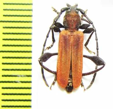 Oupyrrhidium cinnabarinum  Russia, Far East - INSECTS-STORE.RU