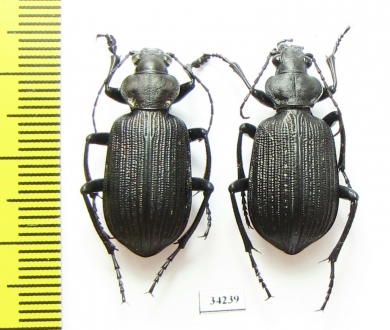 Calosoma sp., pair  Ethiopia - INSECTS-STORE.RU