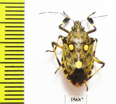 Hemiptera sp.  Zambia - INSECTS-STORE.RU