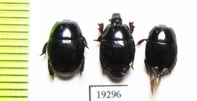 Histeridae sp.  Senegal - INSECTS-STORE.RU