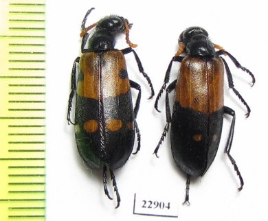 Meloidae sp.  South Africa Rep. - INSECTS-STORE.RU