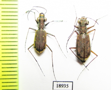 Cicindelinae sp., pair  Senegal - INSECTS-STORE.RU