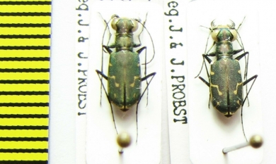 Cylindera sp.  Nepal - INSECTS-STORE.RU