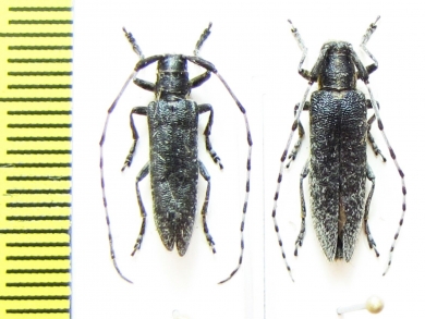 Agapanthia villosoviridescens, pair  Russia, Tver reg. - INSECTS-STORE.RU