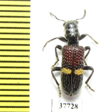 Cleridae sp.  South Africa Rep. - INSECTS-STORE.RU