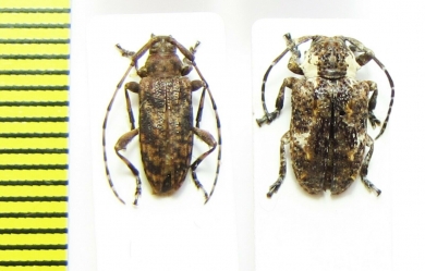 Cerambycidae sp.  Congo - INSECTS-STORE.RU