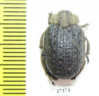 Trogidae sp.  South Africa Rep. - INSECTS-STORE.RU