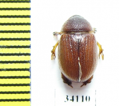 Orubesa athleta  Uzbekistan - INSECTS-STORE.RU