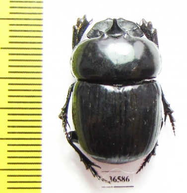 Catharsius sp.  Zambia - INSECTS-STORE.RU