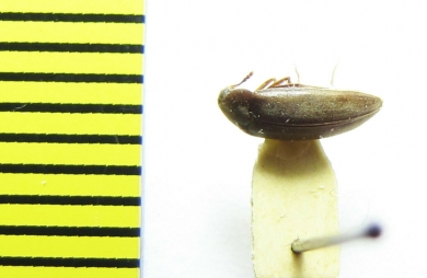 Orchesia fusiformis  Russia, Far East - INSECTS-STORE.RU