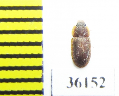 Zopheridae sp.  Thailand - INSECTS-STORE.RU